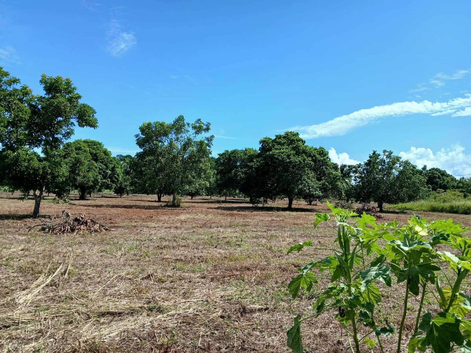 16 ACRES | PARAISO VILLAGE, COROZAL DISTRICT (SELLER FINANCING CONSIDERED). VERY MOTIVATED SELLER!