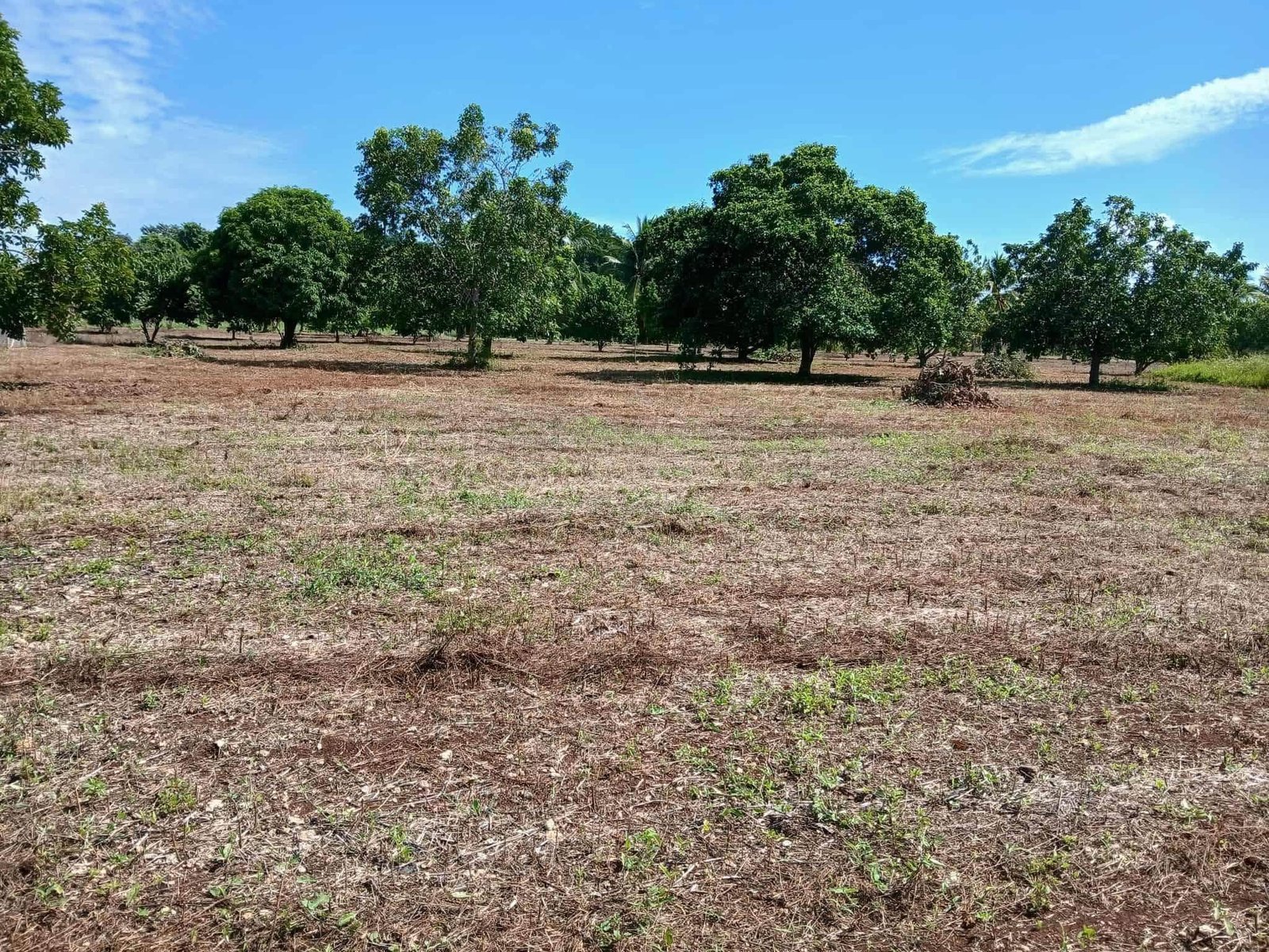 16 ACRES | PARAISO VILLAGE, COROZAL DISTRICT (SELLER FINANCING CONSIDERED). VERY MOTIVATED SELLER!