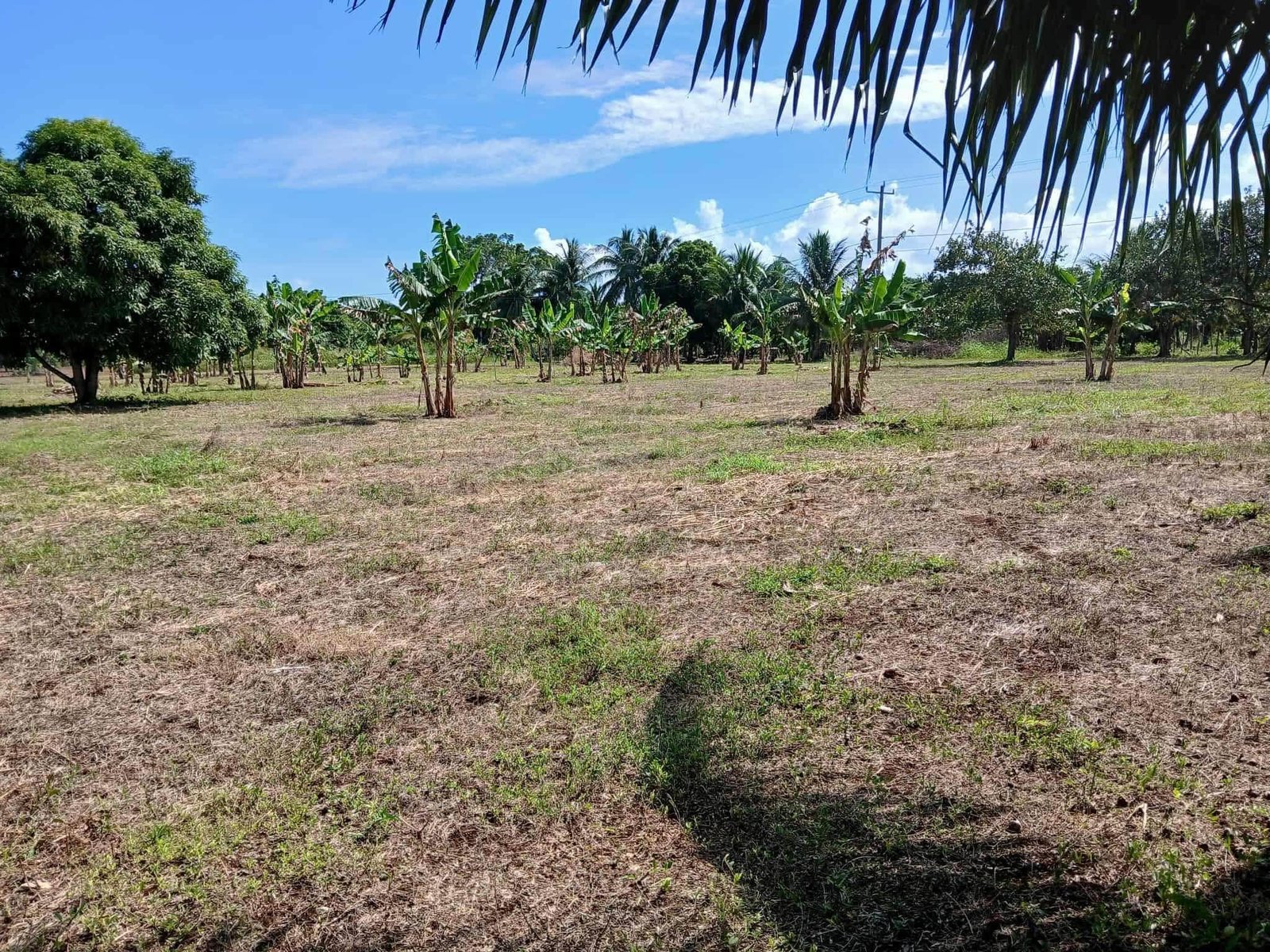 16 ACRES | PARAISO VILLAGE, COROZAL DISTRICT (SELLER FINANCING CONSIDERED). VERY MOTIVATED SELLER!