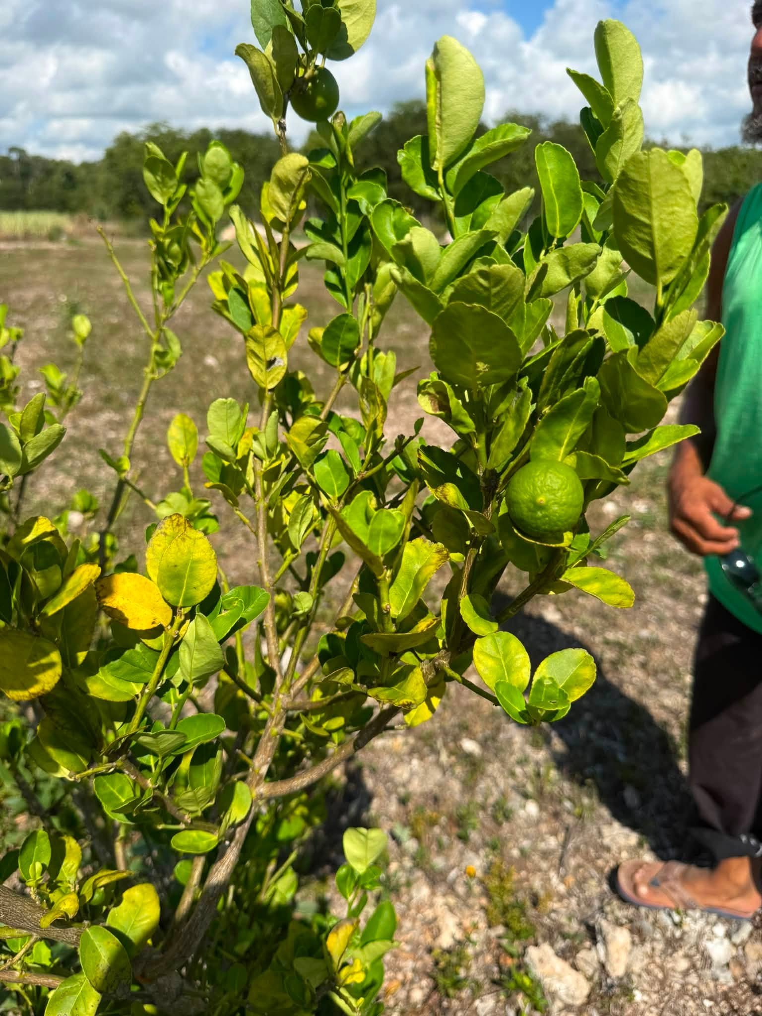 20 ACRES FOR SALE | CONSEJO VILLAGE, COROZAL DISTRICT