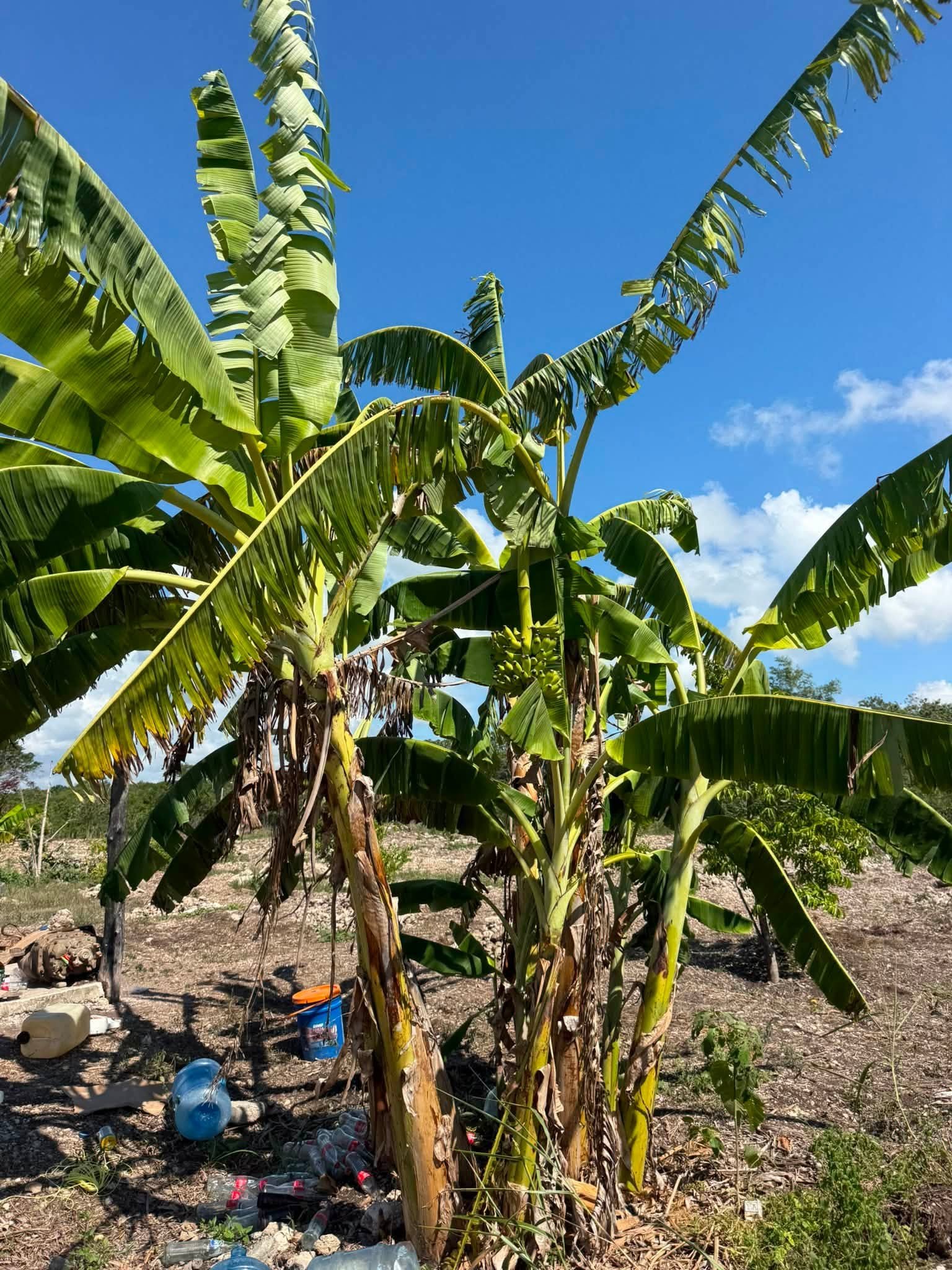 20 ACRES FOR SALE | CONSEJO VILLAGE, COROZAL DISTRICT