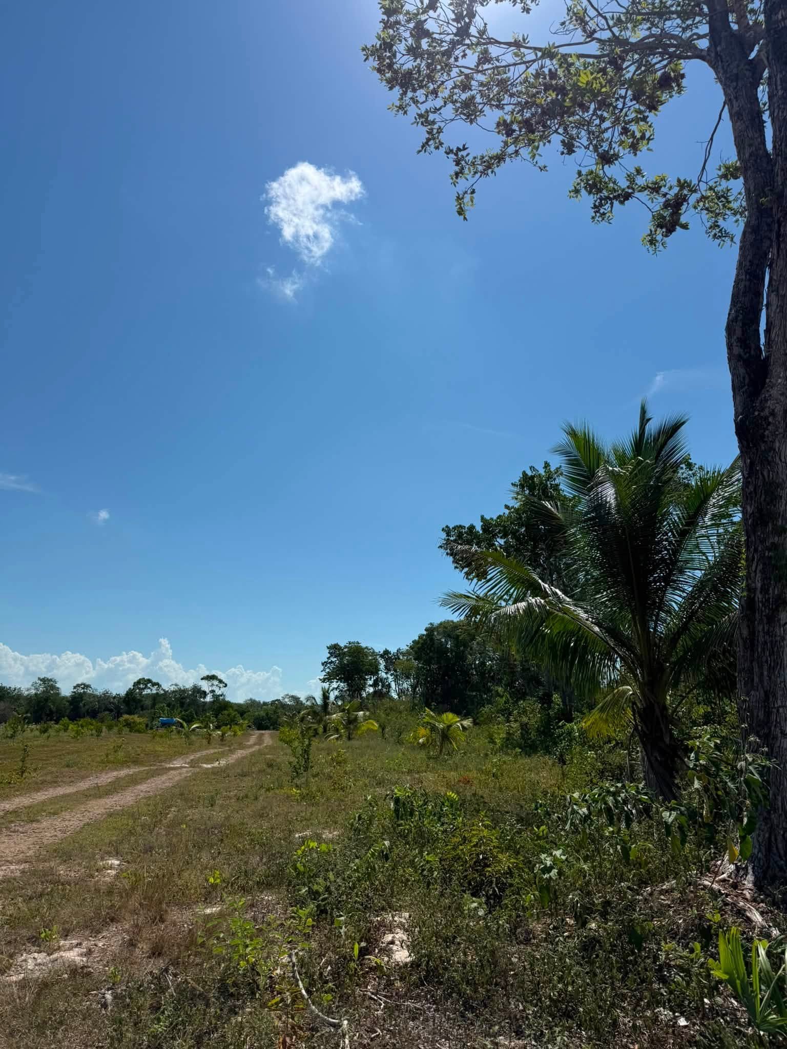 20 ACRES FOR SALE | CONSEJO VILLAGE, COROZAL DISTRICT