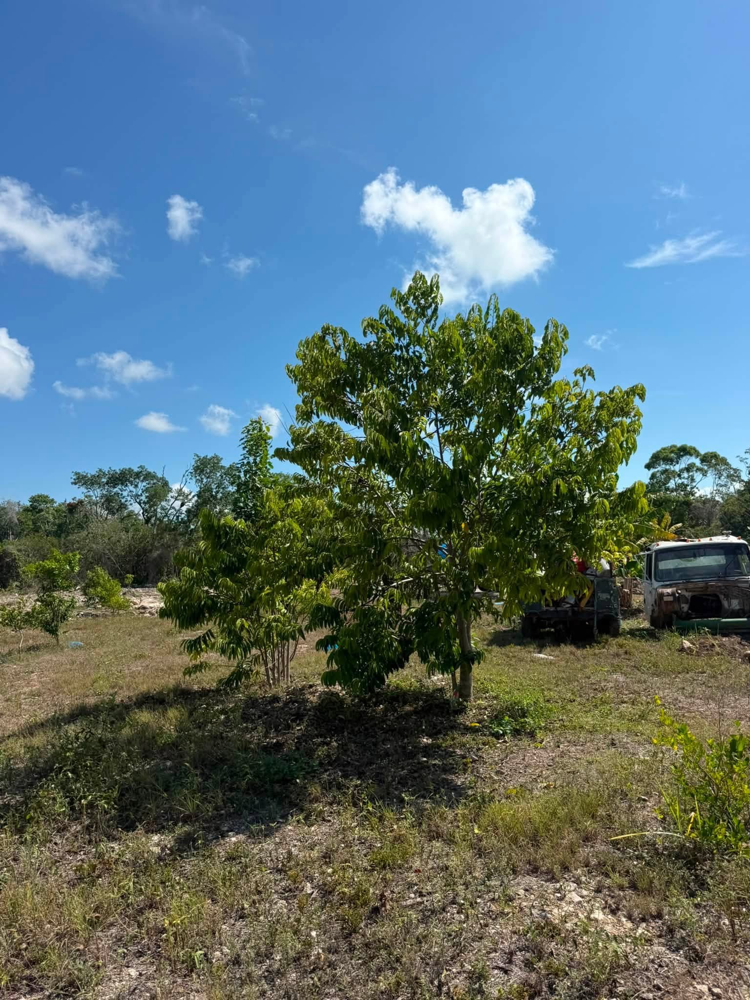 20 ACRES FOR SALE | CONSEJO VILLAGE, COROZAL DISTRICT