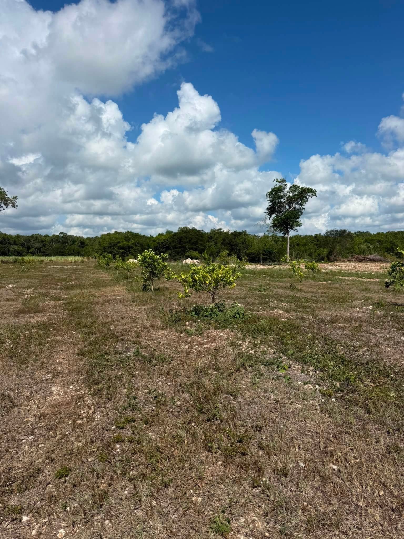 20 ACRES FOR SALE | CONSEJO VILLAGE, COROZAL DISTRICT