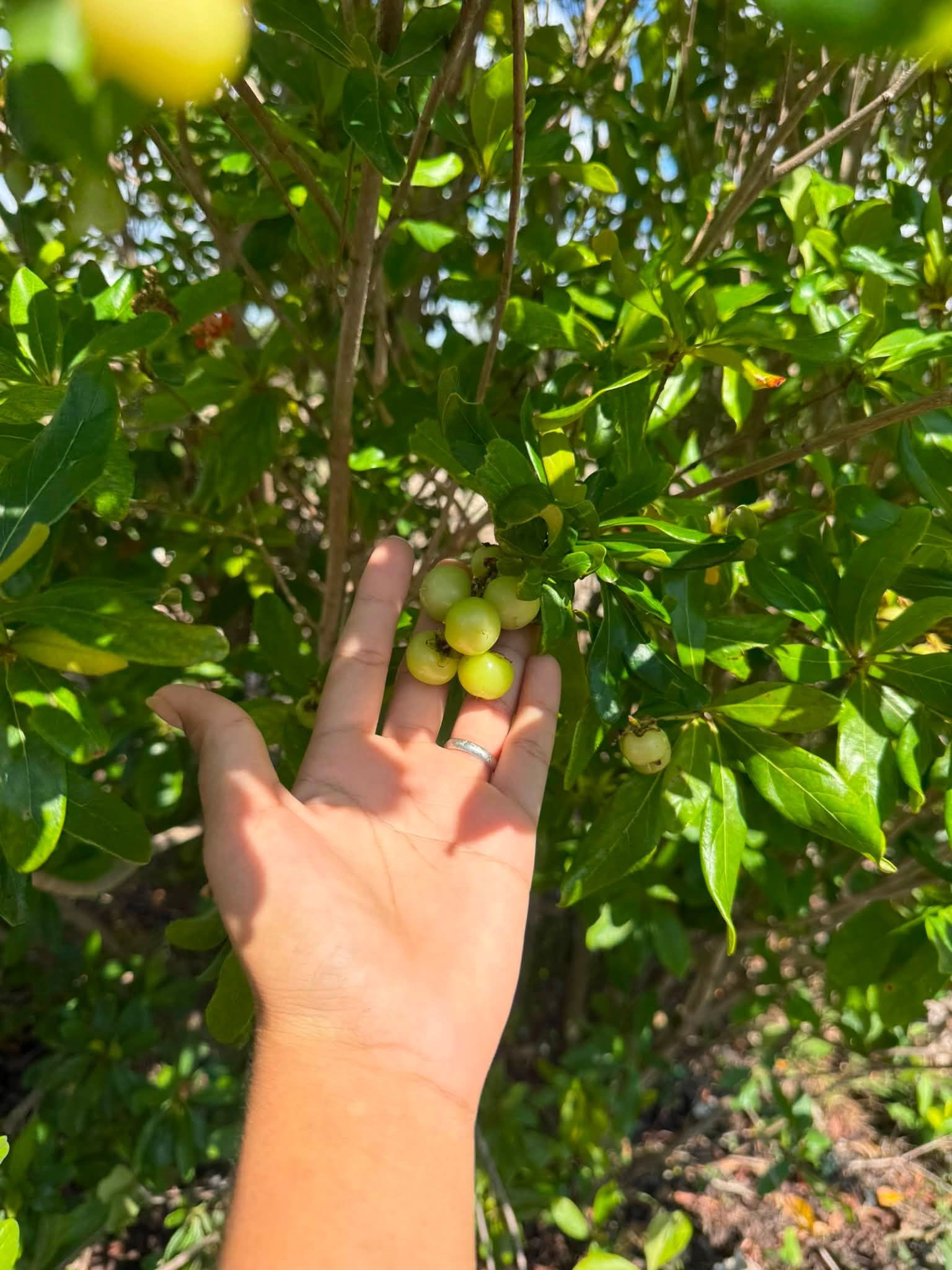 20 ACRES FOR SALE | CONSEJO VILLAGE, COROZAL DISTRICT