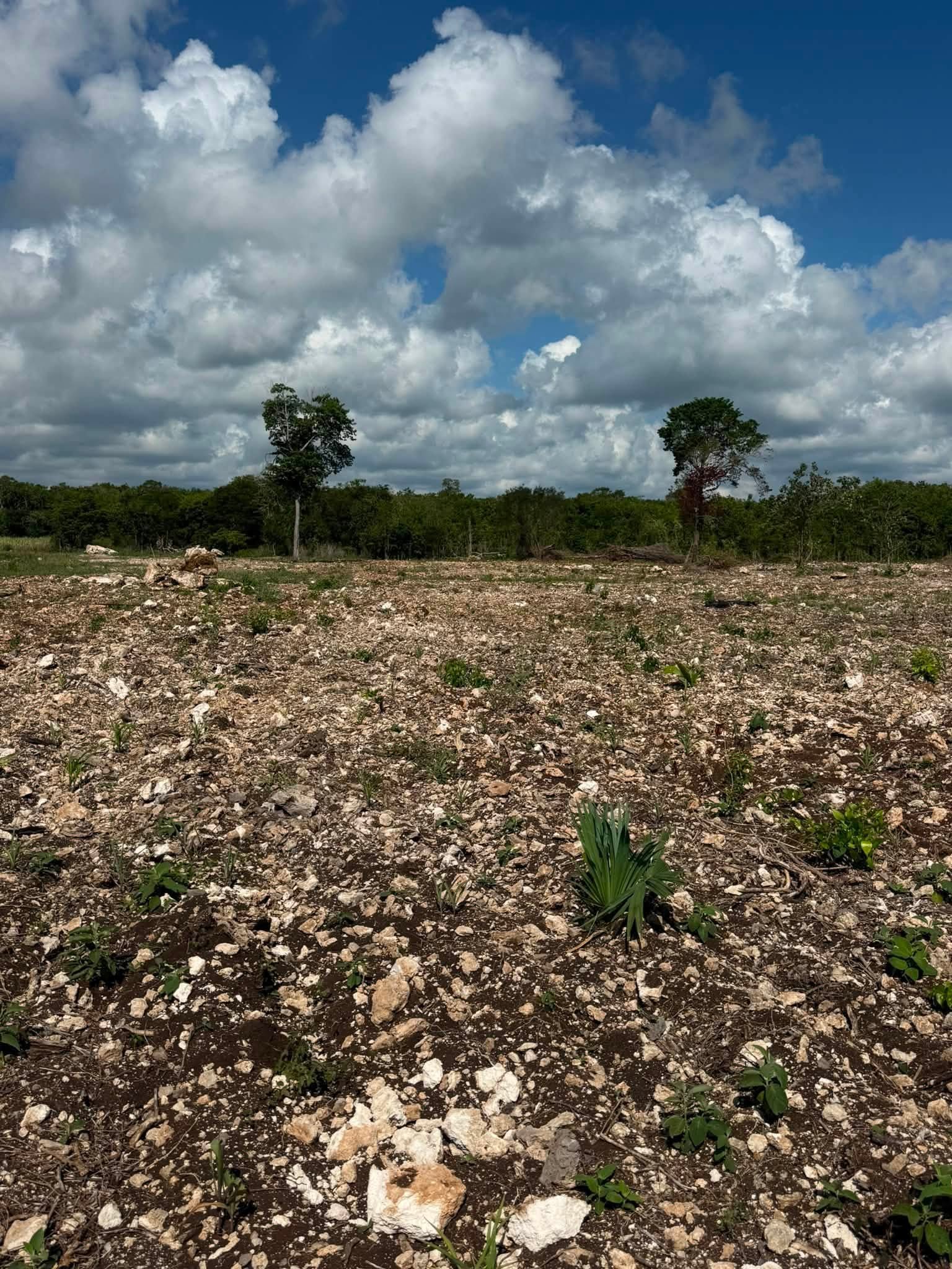 20 ACRES FOR SALE | CONSEJO VILLAGE, COROZAL DISTRICT