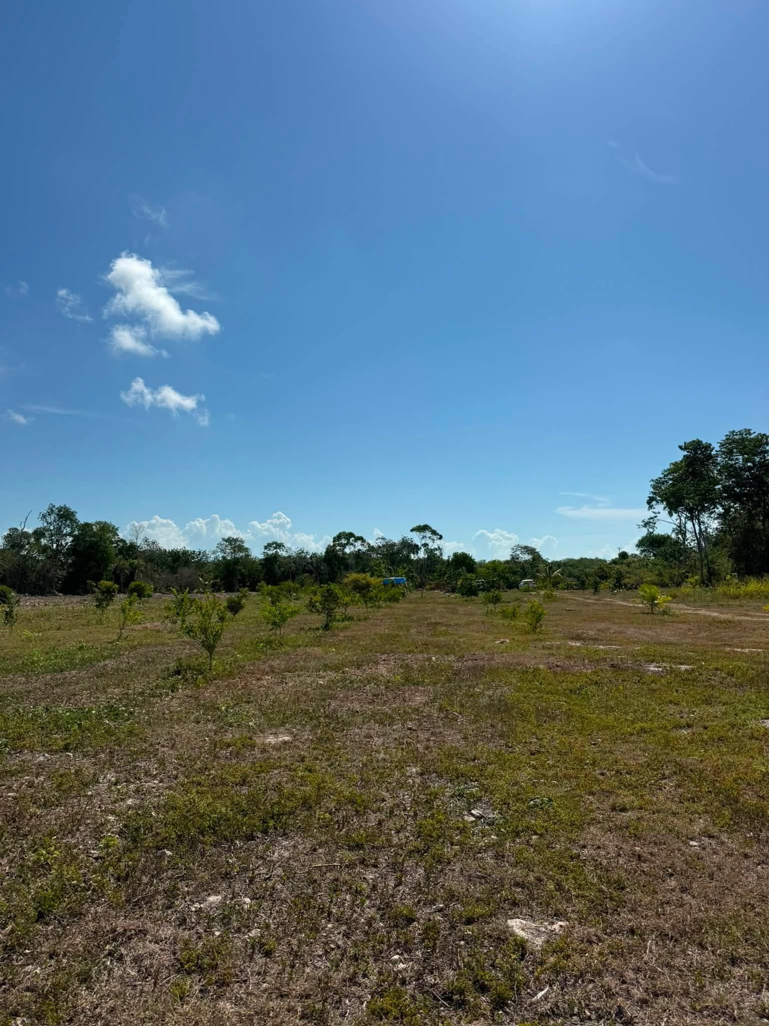 20 ACRES FOR SALE | CONSEJO VILLAGE, COROZAL DISTRICT