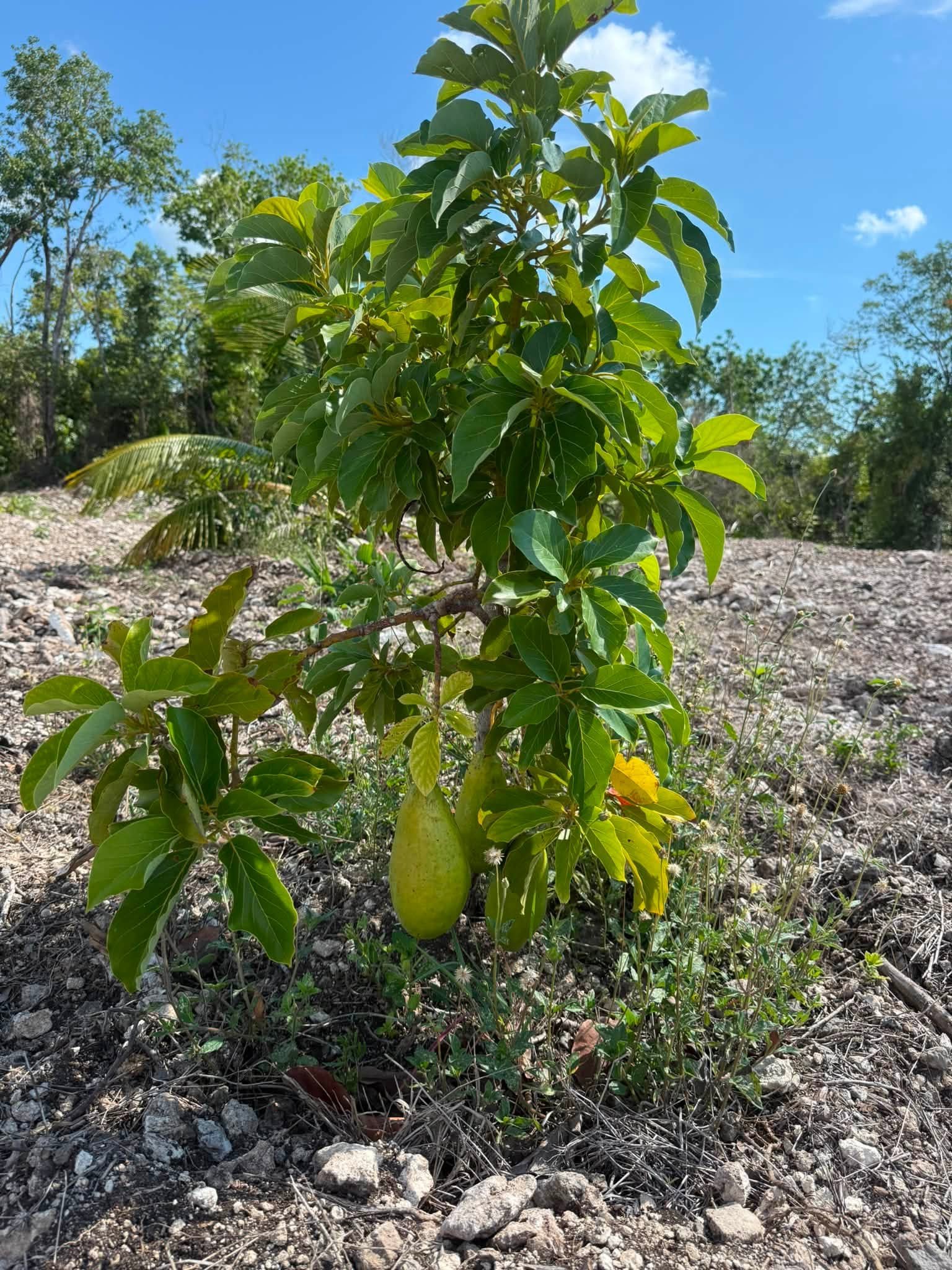 20 ACRES FOR SALE | CONSEJO VILLAGE, COROZAL DISTRICT