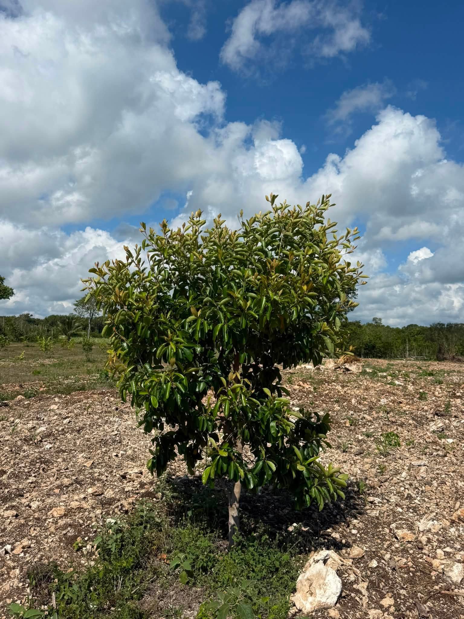 20 ACRES FOR SALE | CONSEJO VILLAGE, COROZAL DISTRICT