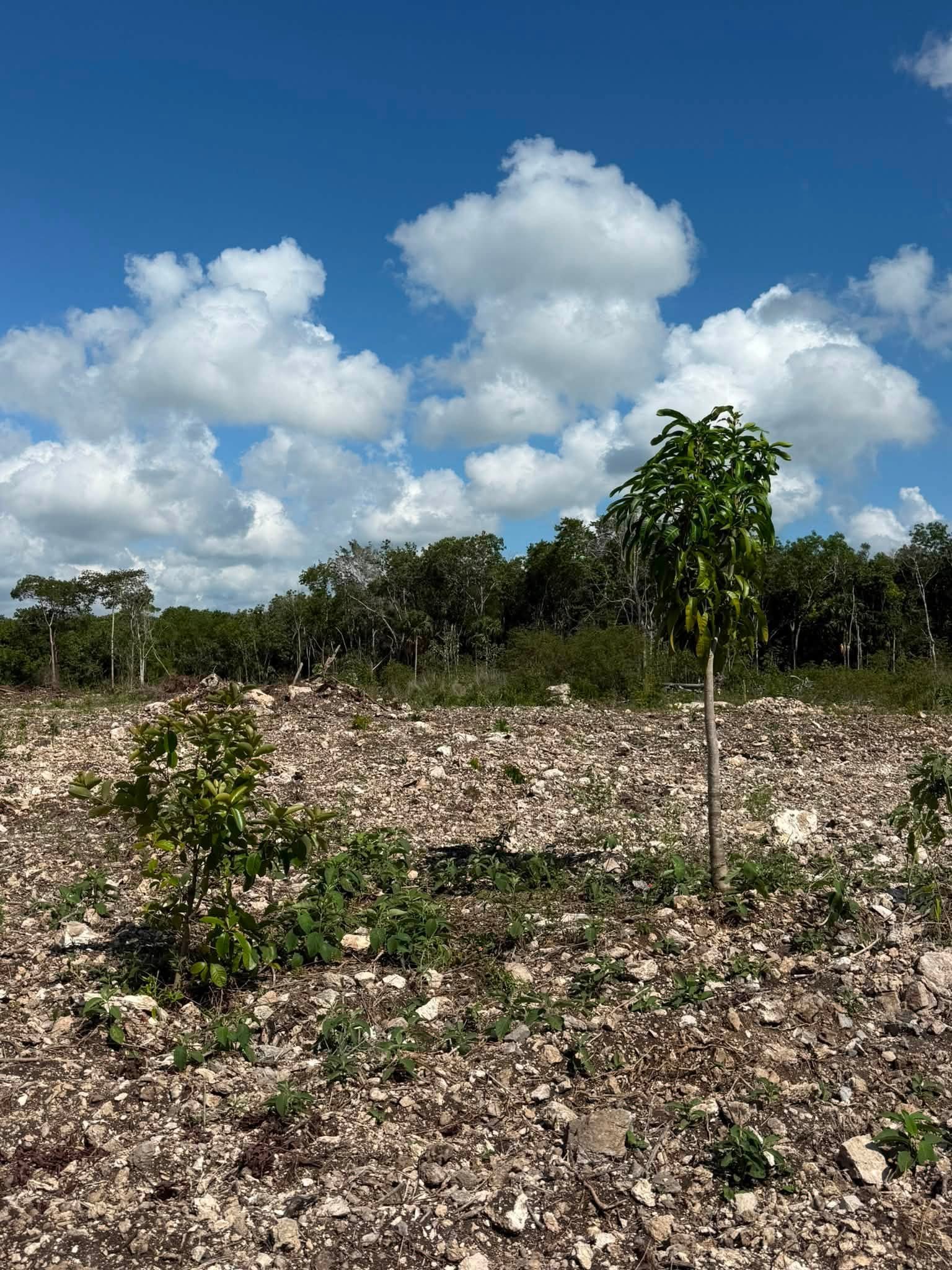 20 ACRES FOR SALE | CONSEJO VILLAGE, COROZAL DISTRICT