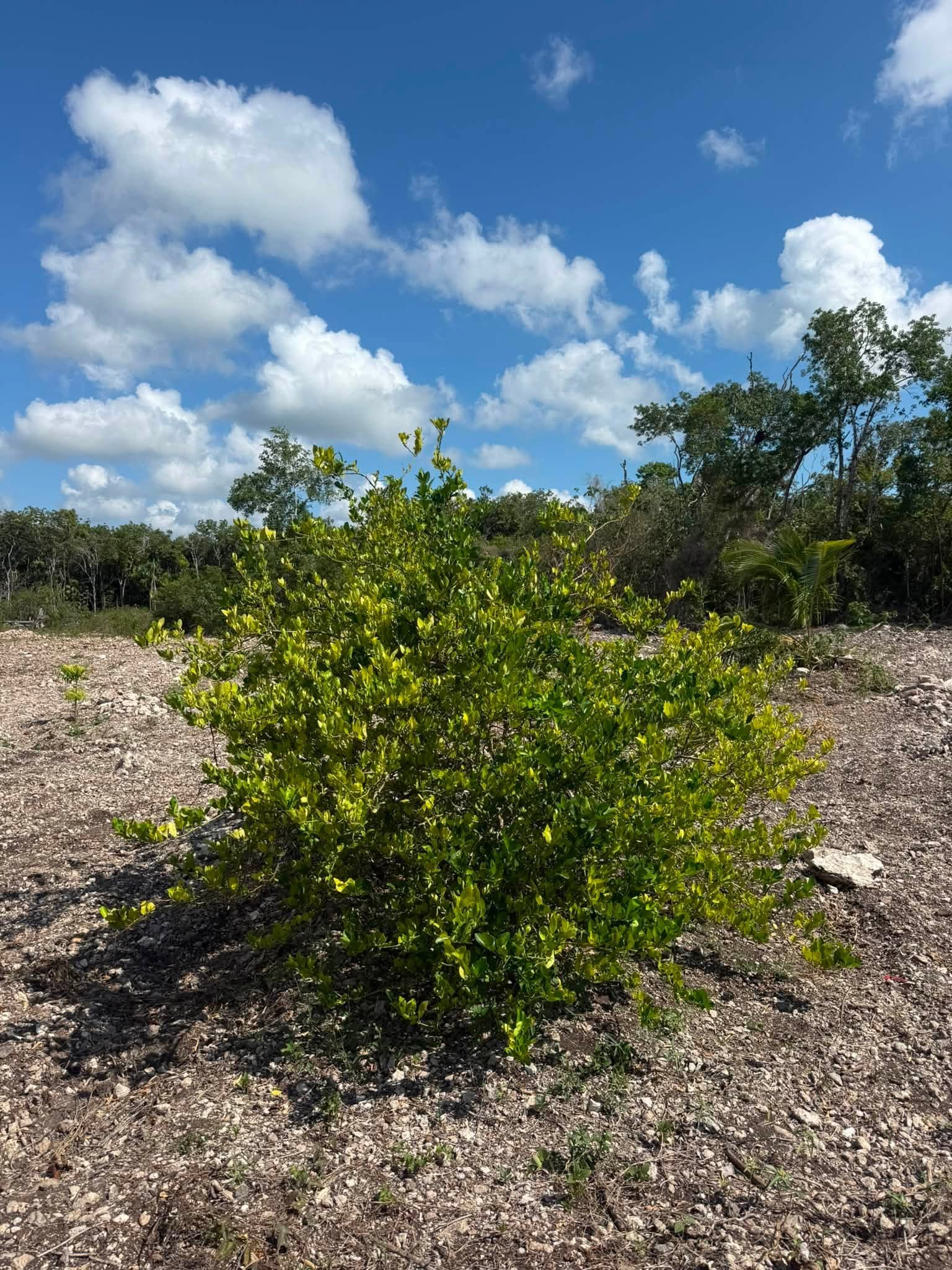 20 ACRES FOR SALE | CONSEJO VILLAGE, COROZAL DISTRICT