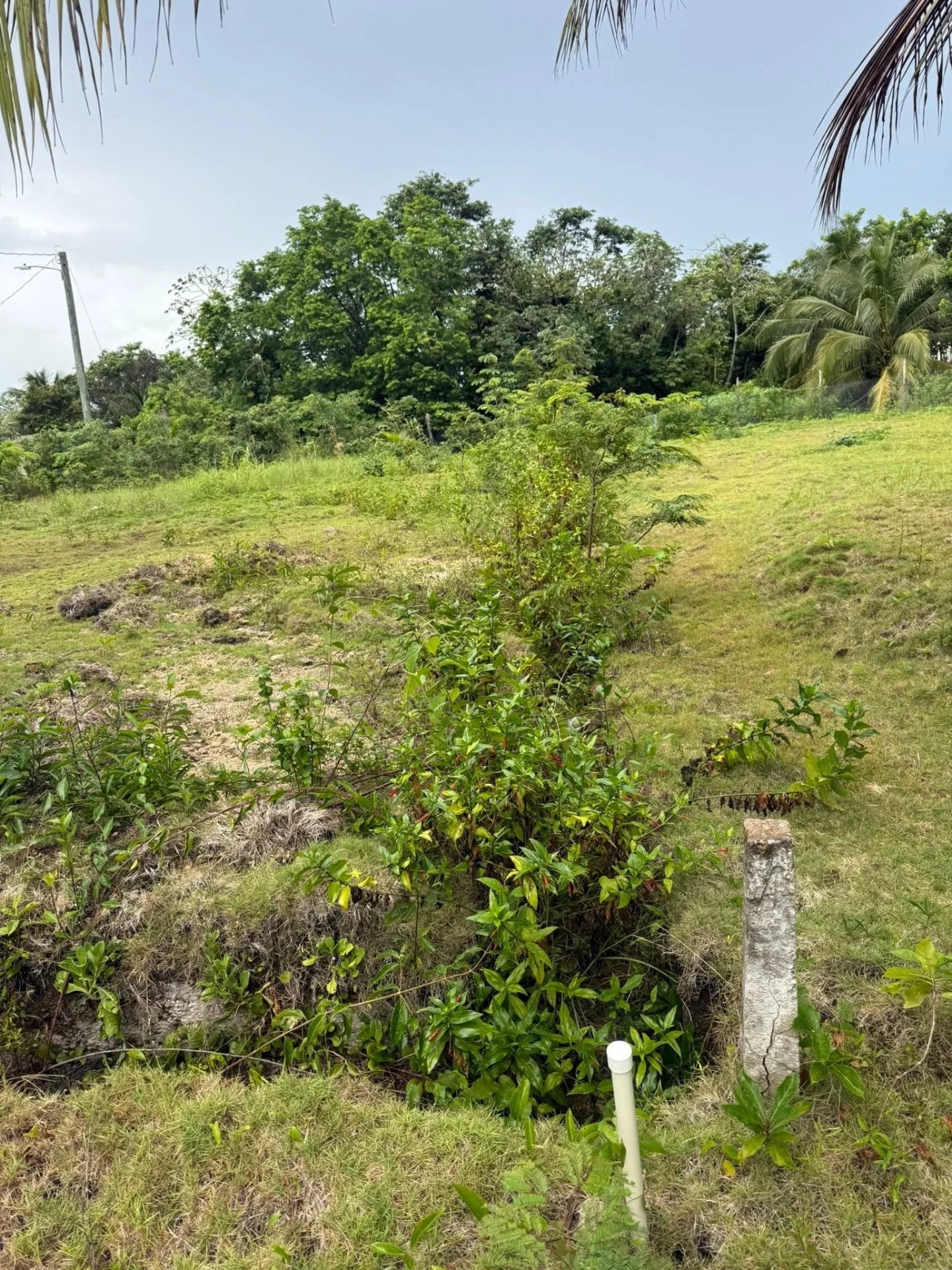 Finca Solana, Corozal Town (NO SELLER FINANCING AVAILABLE. HOWEVER, THE SELLER IS MOTIVATED AND OPEN TO REASONABLE OFFERS.)