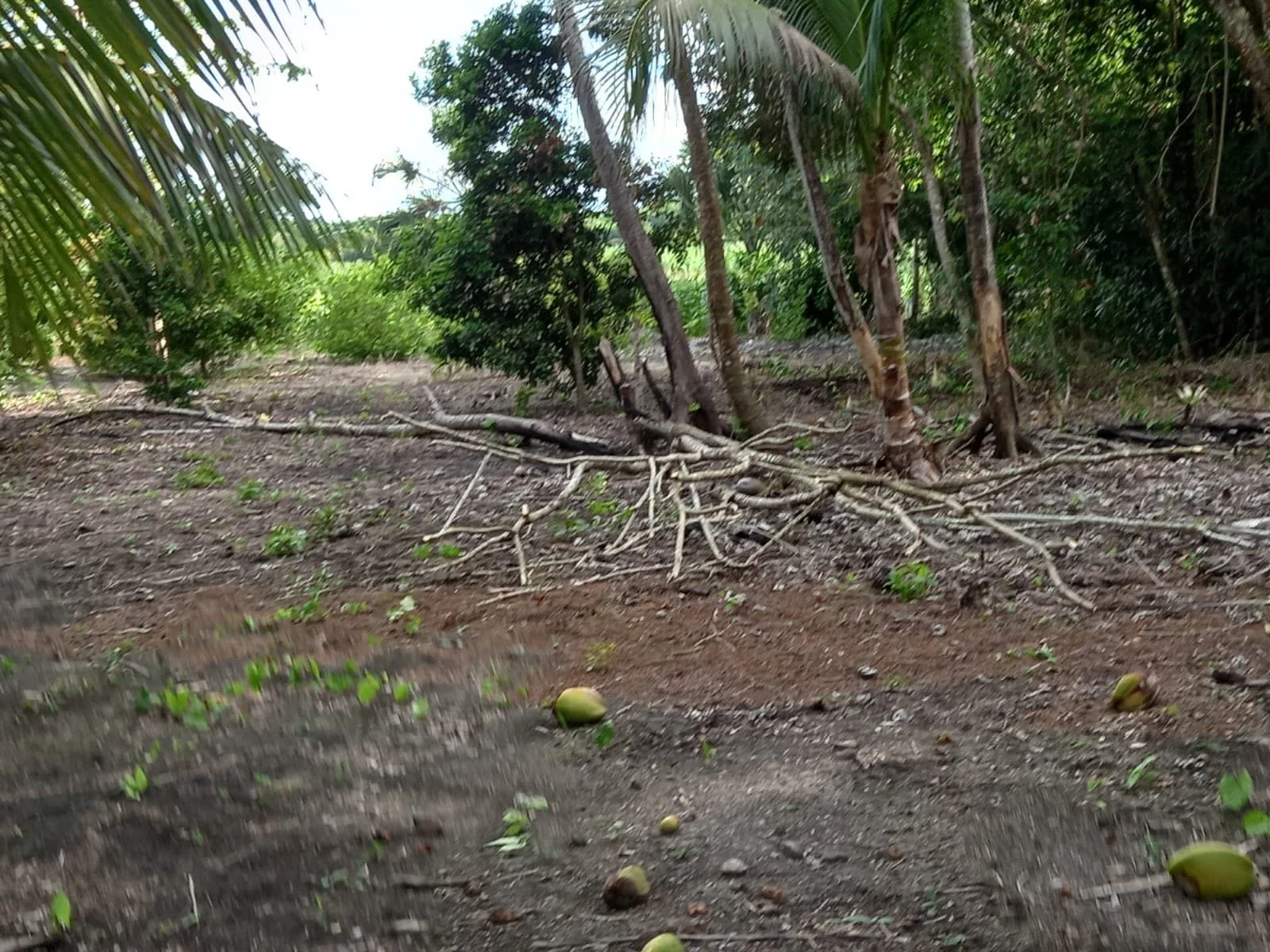 Santa Rosa, Chan Chen, Corozal Town (NO SELLER FINANCING AVAILABLE. HOWEVER, THE SELLER IS MOTIVATED AND OPEN TO REASONABLE OFFERS.)