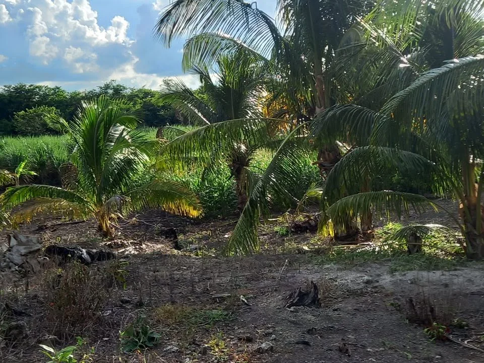 Santa Rosa, Chan Chen, Corozal Town (NO SELLER FINANCING AVAILABLE. HOWEVER, THE SELLER IS MOTIVATED AND OPEN TO REASONABLE OFFERS.)
