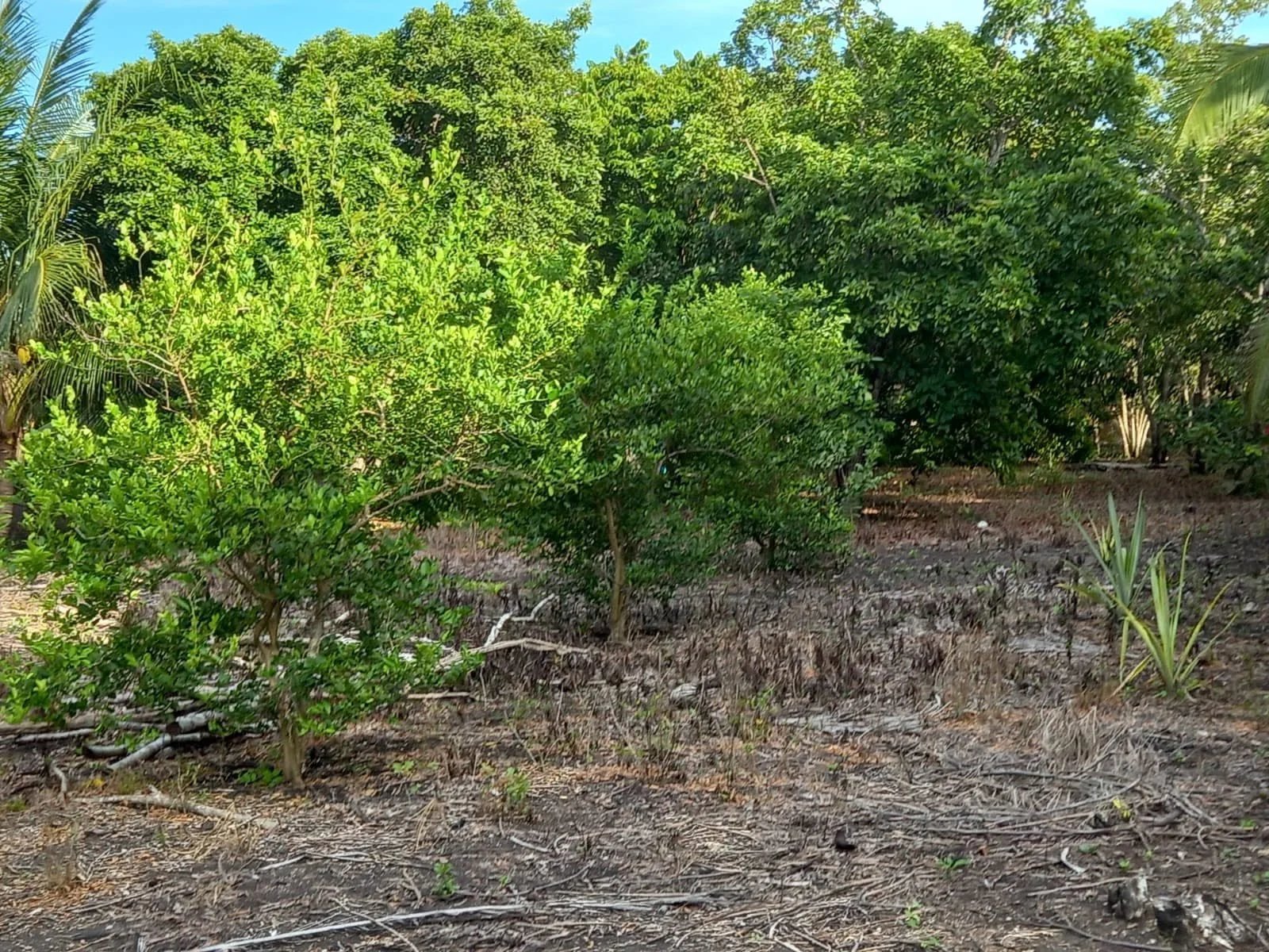 Santa Rosa, Chan Chen, Corozal Town (NO SELLER FINANCING AVAILABLE. HOWEVER, THE SELLER IS MOTIVATED AND OPEN TO REASONABLE OFFERS.)