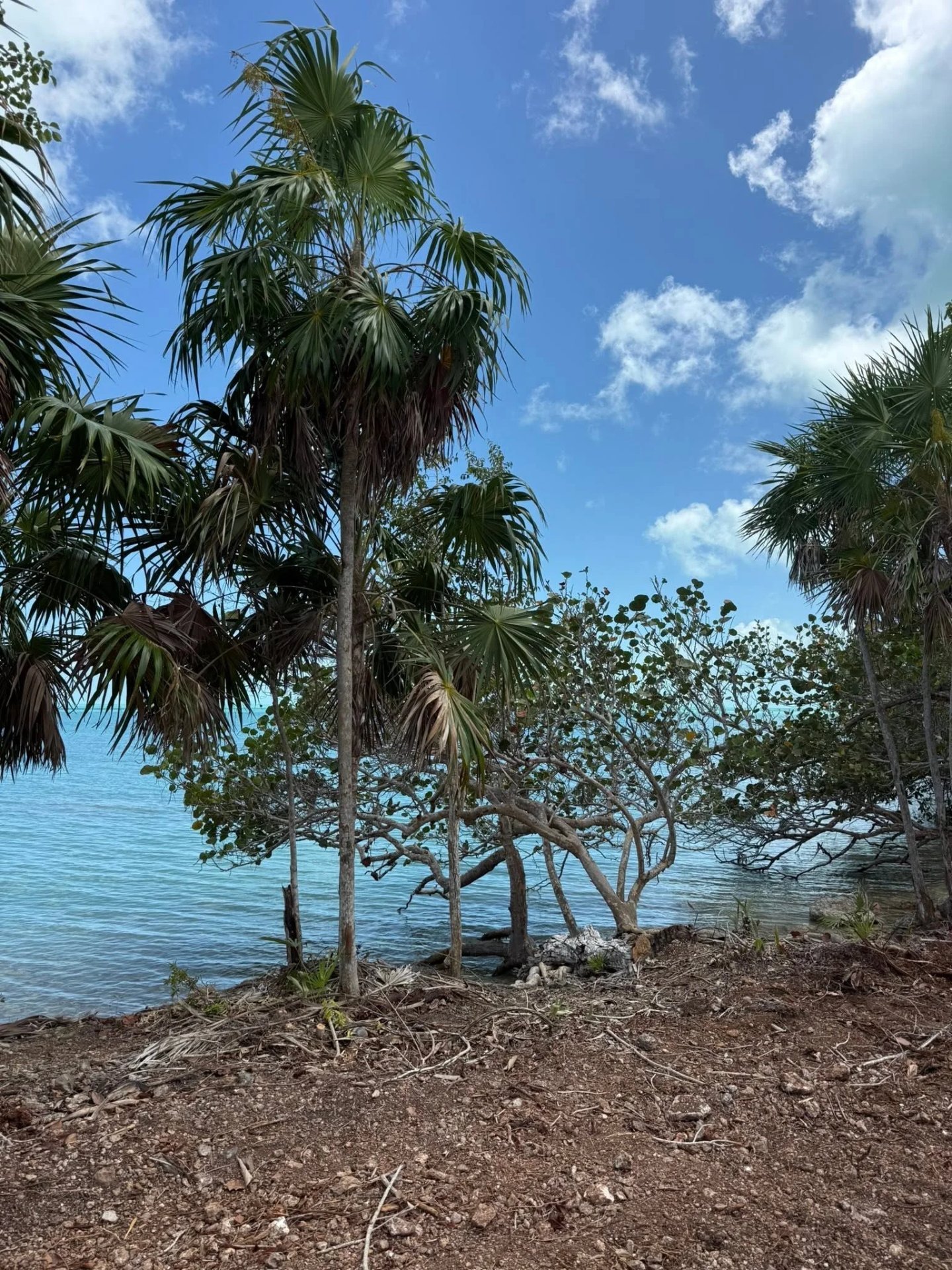 WAREE BIGHT/FRESHWATER CREEK,SARTENEJA,Corozal