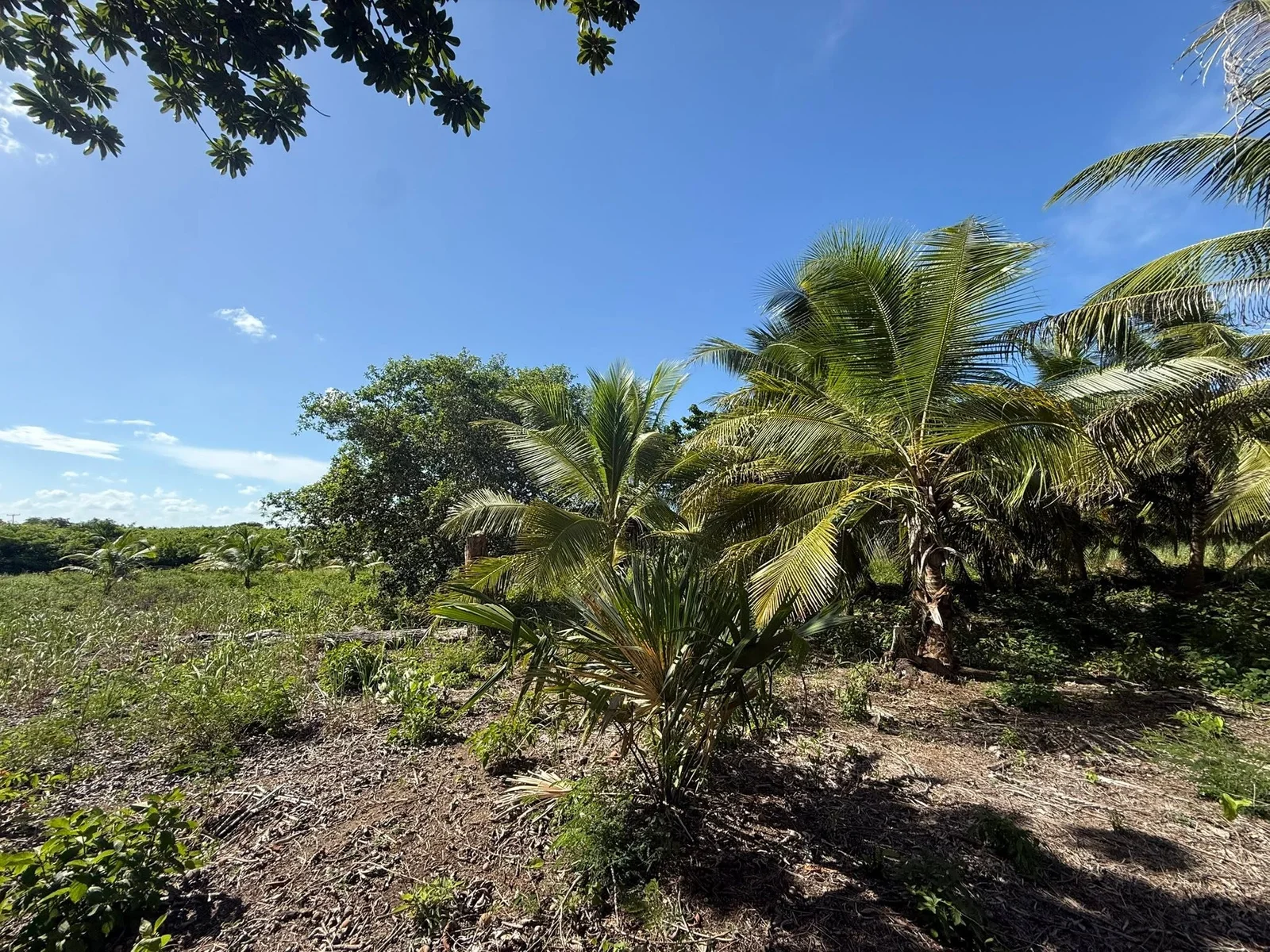 22.73 ACRES FARM LAND FOR SALE – XAIBE-PATCHAKAN ROAD, COROZAL DISTRICT 💰 (NO SELLER FINANCING AVAILABLE. HOWEVER, THE SELLER IS MOTIVATED AND OPEN TO REASONABLE OFFERS.) Location: Neighborhood, Corozal