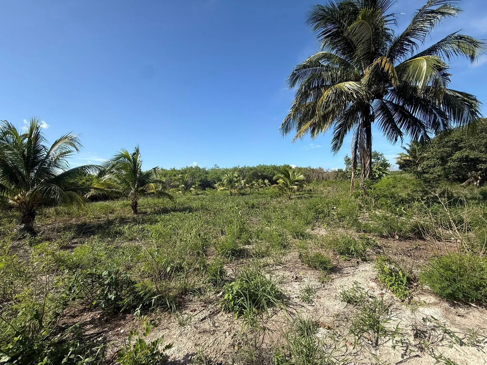 22.73 ACRES FARM LAND FOR SALE – XAIBE-PATCHAKAN ROAD, COROZAL DISTRICT 💰 (NO SELLER FINANCING AVAILABLE. HOWEVER, THE SELLER IS MOTIVATED AND OPEN TO REASONABLE OFFERS.) Location: Neighborhood, Corozal