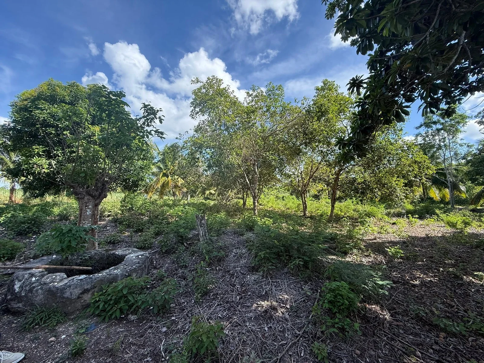 22.73 ACRES FARM LAND FOR SALE – XAIBE-PATCHAKAN ROAD, COROZAL DISTRICT 💰 (NO SELLER FINANCING AVAILABLE. HOWEVER, THE SELLER IS MOTIVATED AND OPEN TO REASONABLE OFFERS.) Location: Neighborhood, Corozal