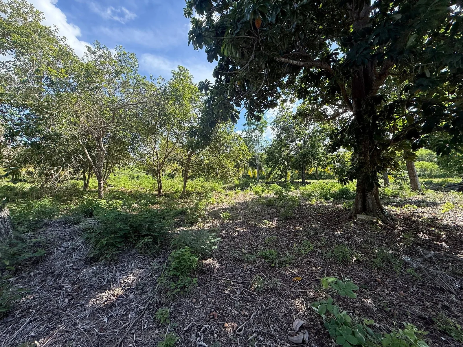 22.73 ACRES FARM LAND FOR SALE – XAIBE-PATCHAKAN ROAD, COROZAL DISTRICT 💰 (NO SELLER FINANCING AVAILABLE. HOWEVER, THE SELLER IS MOTIVATED AND OPEN TO REASONABLE OFFERS.) Location: Neighborhood, Corozal