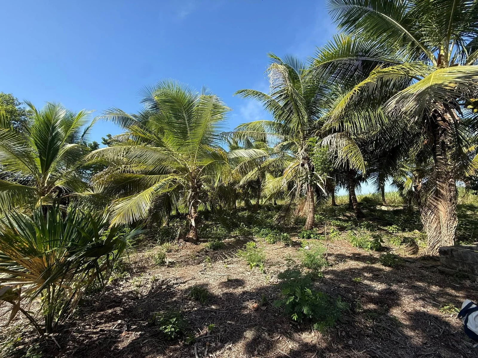 22.73 ACRES FARM LAND FOR SALE – XAIBE-PATCHAKAN ROAD, COROZAL DISTRICT 💰 (NO SELLER FINANCING AVAILABLE. HOWEVER, THE SELLER IS MOTIVATED AND OPEN TO REASONABLE OFFERS.) Location: Neighborhood, Corozal