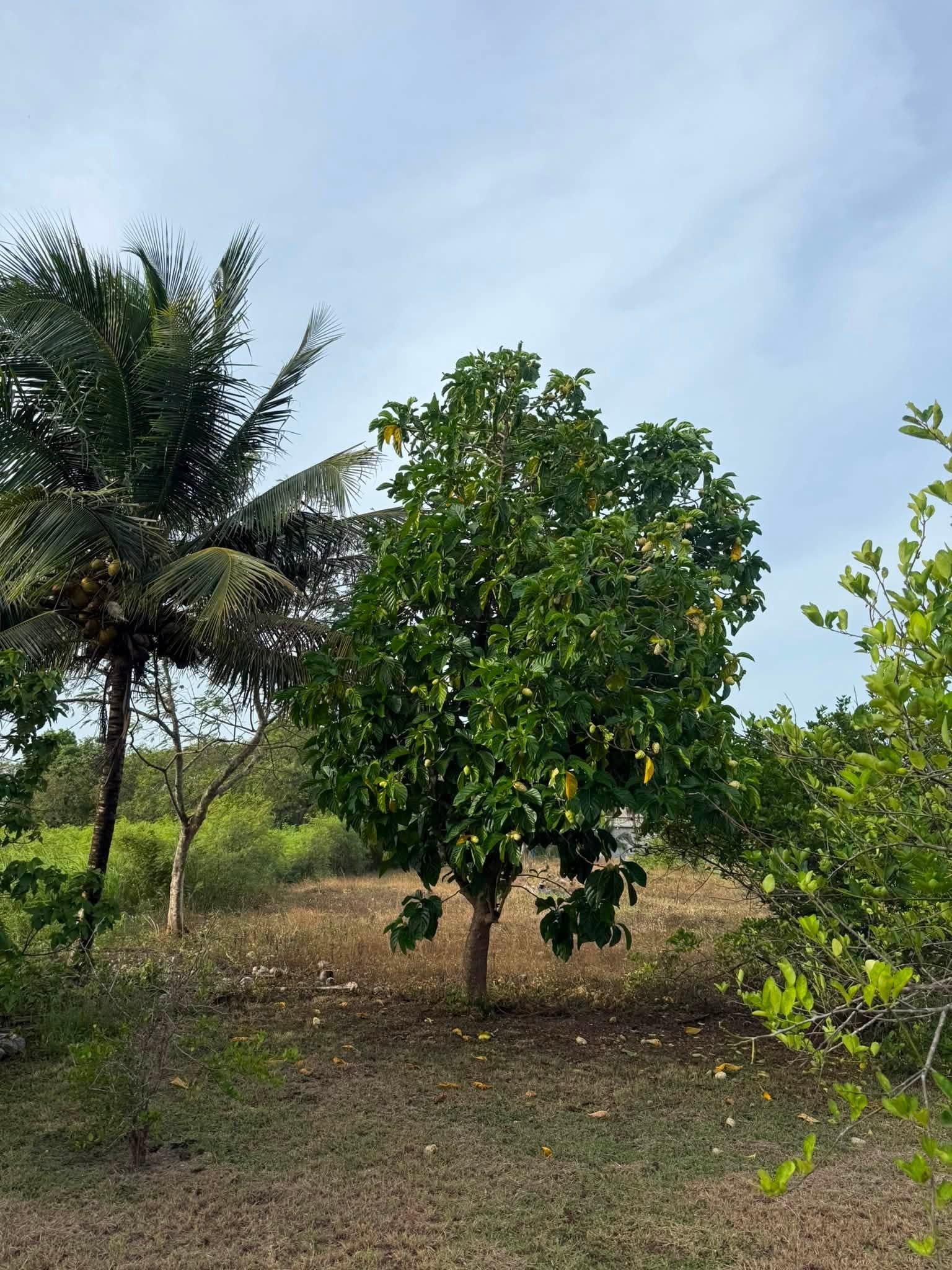 Chan Chen Village, Corozal District, Belize