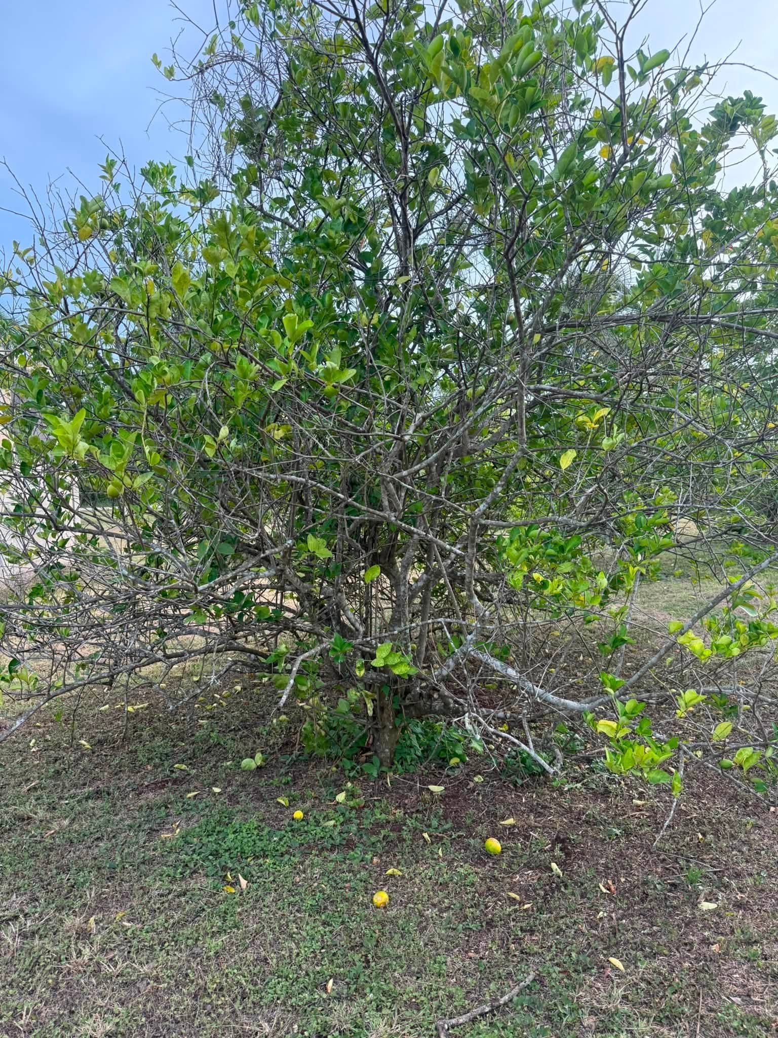 Chan Chen Village, Corozal District, Belize