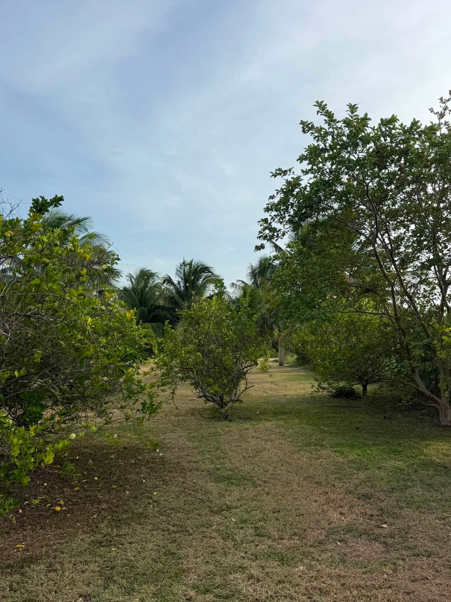 Chan Chen Village, Corozal District, Belize
