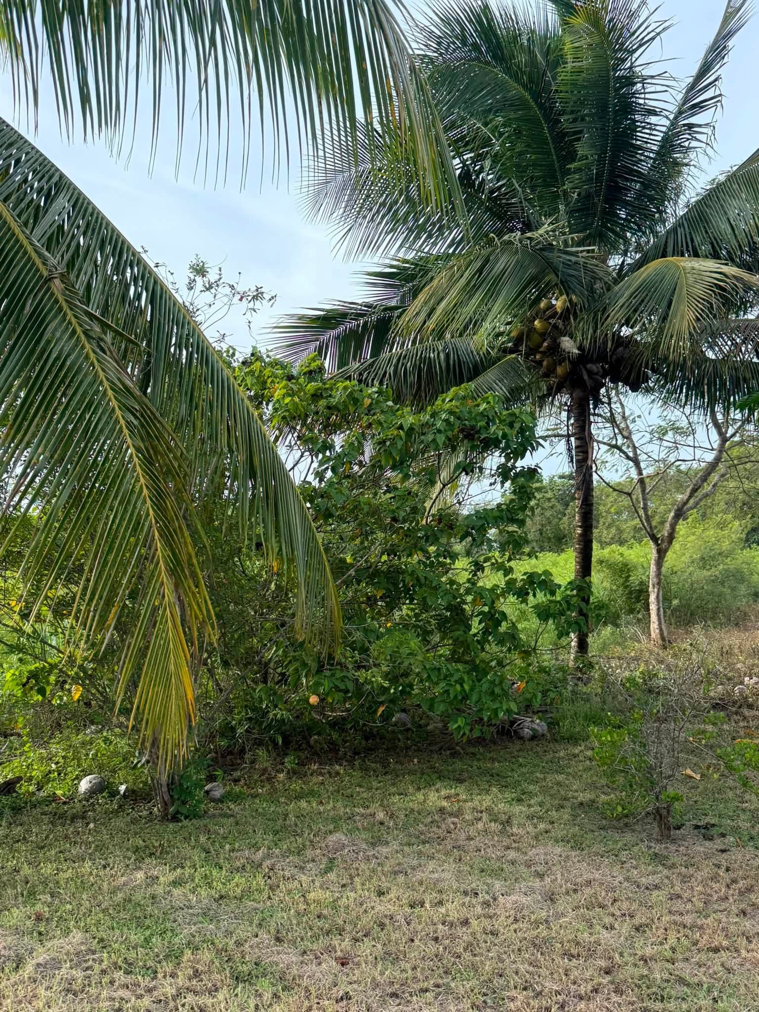 Chan Chen Village, Corozal District, Belize
